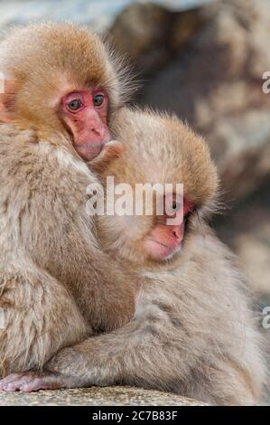 Les bébés de singes-neige (macaques japonaises) se sont enragent les uns les autres à Jigokudani près de Nagano sur l'île Honshu, au Japon. Banque D'Images