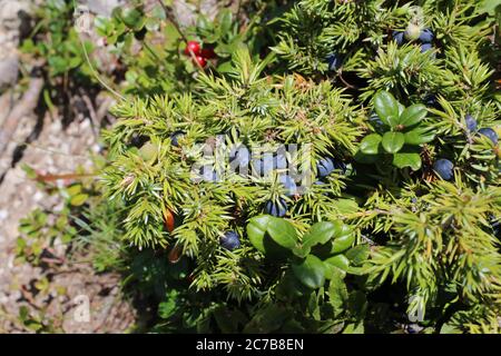 Juniperus communis subsp. Nana, Juniperus sibirica. Plante sauvage en été. Banque D'Images