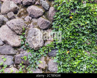 vieux mur en pierre gris recouvert de plantes vertes grimpantes. fond naturel Banque D'Images