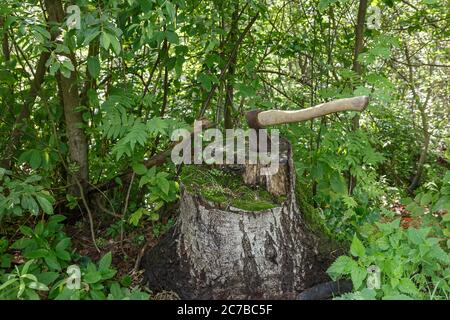 AX dans la souche. La hache est coincée dans une vieille souche de bouleau dans la forêt. Banque D'Images