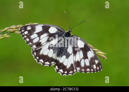 Papillon blanc marbré - Melanargia galathea, beau papillon noir et blanc des prés européens, Zlin, République Tchèque. Banque D'Images