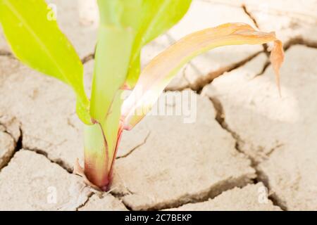 Détail d'un sol séché dans un champ de maïs avec des fissures dans le sol et la plante jaune en raison du réchauffement de la planète Banque D'Images