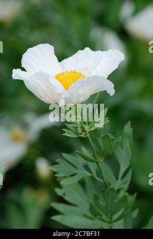 Une fleur de Romneya coulteri, pure-blanche, ressemblant à un coquelicot. Coquelija de Coulter, arbre californien, coquelicot avec un fond de feuillage Banque D'Images