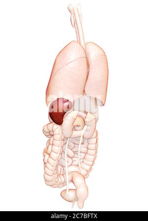 illustration de l'anatomie de la rate rendue en 3d, précise sur le plan médical Banque D'Images