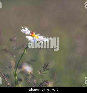 Un coccinelle ou un coccinelle solitaire sur une Marguerite au printemps Banque D'Images