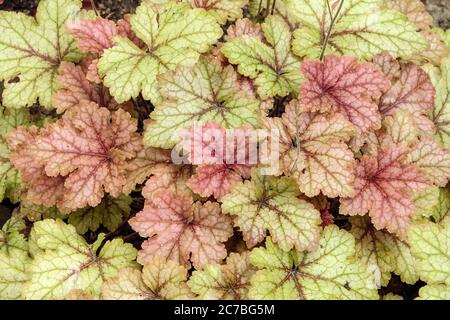 Heucherella miel Rose mousse Banque D'Images