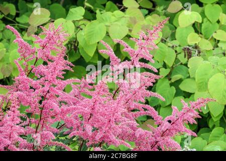 Rose Astilbe 'Little Vision in Pink' Hardy Astilbes Banque D'Images