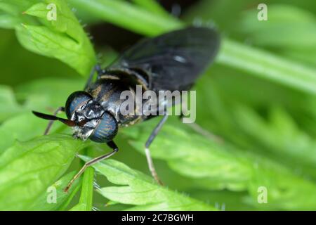 Black Soldier Fly - le nom latin est Hermetia illucens. Gros plan de la mouche assise sur une feuille. Cette espèce est utilisée dans la production de protéines. Banque D'Images