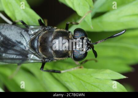 Black Soldier Fly - le nom latin est Hermetia illucens. Gros plan de la mouche assise sur une feuille. Cette espèce est utilisée dans la production de protéines. Banque D'Images