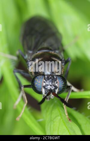 Black Soldier Fly - le nom latin est Hermetia illucens. Gros plan de la mouche assise sur une feuille. Cette espèce est utilisée dans la production de protéines. Banque D'Images