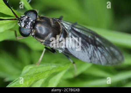 Black Soldier Fly - le nom latin est Hermetia illucens. Gros plan de la mouche assise sur une feuille. Cette espèce est utilisée dans la production de protéines. Banque D'Images