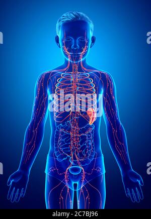 illustration médicale précise d'un système lymphatique pour garçon rendue en 3d Banque D'Images
