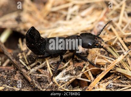 Le coléoptère du diable (Ocypus olens) dans une position agressive, semblable au scorpion avec l'arrière surélevé Banque D'Images