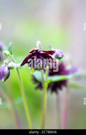 Columbine Aquilegia vulgaris, Barlow noir, fleur communément appelée Bonnet de Granny Banque D'Images