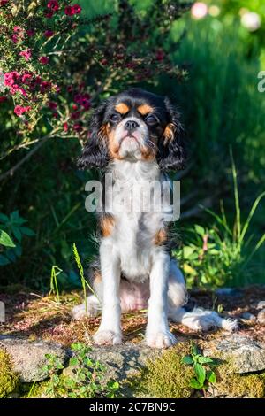 Un cavalier pour chien, le roi Charles, portrait d'un chiot mignon sur un mur dans le jardin Banque D'Images