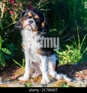 Un cavalier pour chien, le roi Charles, portrait d'un chiot mignon sur un mur dans le jardin Banque D'Images