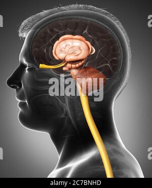 Médicalement en rendu 3d illustration précise de l'intérieur l'anatomie du cerveau Banque D'Images