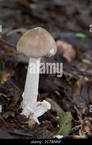 Champignon comestible Amanita vaginata dans la forêt de hêtre. Connu sous le nom de grisette. Champignons sauvages poussant dans les feuilles. Banque D'Images