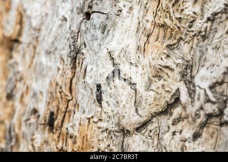 Espèce inconnue de guêpe qui pénètre dans un trou de nid dans un tronc d'arbre, une de cent ou plus sur ce tronc Banque D'Images