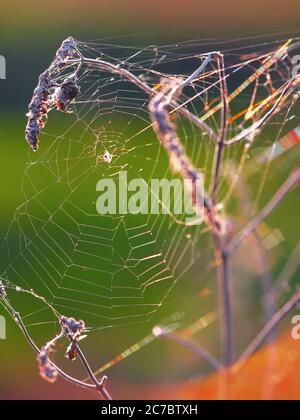 Toile d'araignée contre le lever du soleil sur le terrain sur une plante sèche Banque D'Images