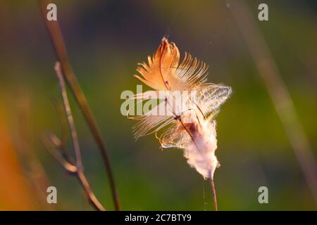 Plumes d'herbe séchée. Heure du coucher du soleil. Faible profondeur de champ Banque D'Images