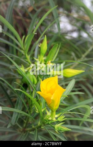 Une oléande jaune (Cascabela thevetia), fleur et plante, Ouganda, Afrique Banque D'Images