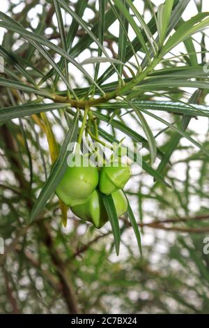 Une oléande jaune (Cascabela thevetia), fleur et plante, Ouganda, Afrique Banque D'Images