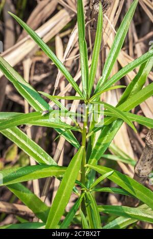 Une oléande jaune (Cascabela thevetia), fleur et plante, Ouganda, Afrique Banque D'Images