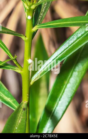 Une oléande jaune (Cascabela thevetia), fleur et plante, Ouganda, Afrique Banque D'Images