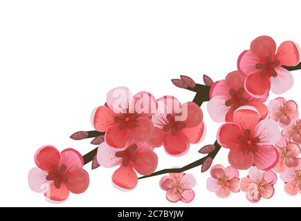 Branche de cerisier, prune, pommier, abricot, pêche, poire. Arbre de jardin aux fruits en fleurs. Grandes fleurs rouges et roses. Isolé sur un blanc Illustration de Vecteur