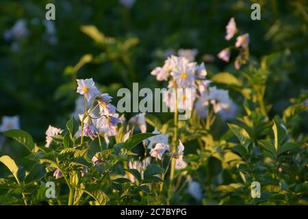 fleurs de pomme de terre fleuries dans le champ vue rapprochée Banque D'Images