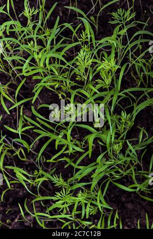 Une petite aneth a jailé sur le jardin Banque D'Images