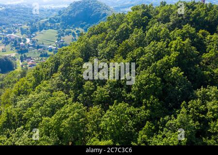 Vue aérienne de la forêt de Quercus petraea, communément appelée chêne sessile, chêne cornish, chêne irlandais ou chêne de mât Banque D'Images