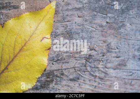 Gros plan d'une belle feuille d'automne dorée sur un fond en bois gris Banque D'Images
