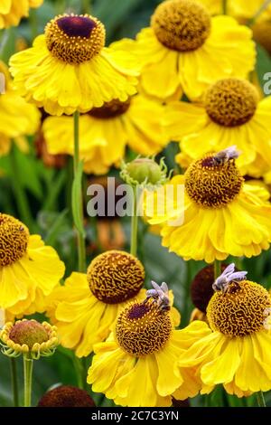 Jaune Helenium 'El Dorado' Sneezeweed fleurs Heleniums abeilles Banque D'Images