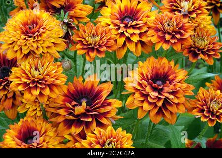 Rudbeckia Cherokee Sunset Banque D'Images