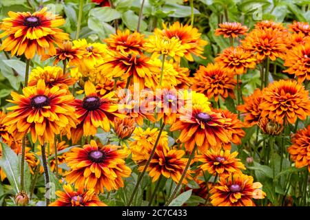 Cappuccino Orange Rudbeckia, coucher de soleil Cherokee Banque D'Images