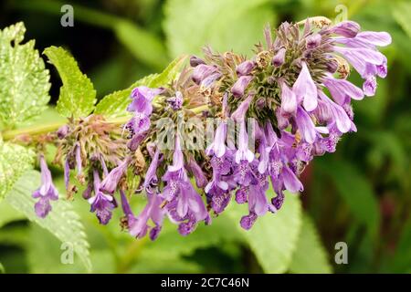 Menthe Nepeta 'Weinheim Big Blue' Banque D'Images