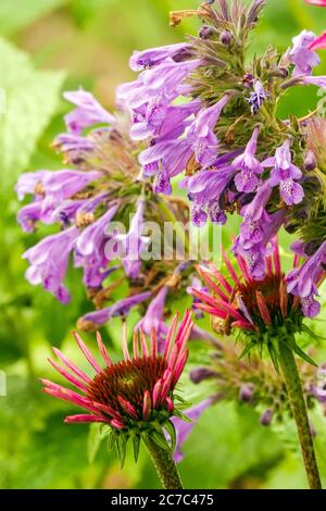 Menthe Nepeta 'Weinheim Big Blue' Coneflowers bourgeons Banque D'Images