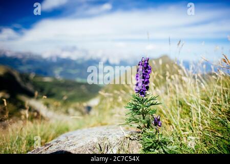 Photo peu profonde et concentrée d'une fleur pourpre dans une pelouse terrain sur les montagnes Banque D'Images