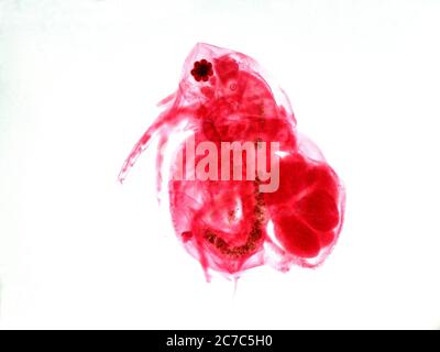Microphotographie de Daphnia pulex. Puce d'eau. Banque D'Images