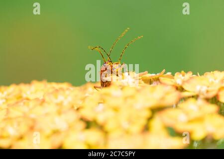 Rhagonycha fulva - coléoptères des soldats rouges - recouverts de grains de pollen se confond sur les fleurs de terre cuite d'Achillea dans le jardin britannique Banque D'Images