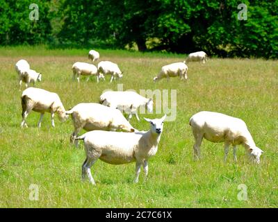 Moutons nouvellement cisaillés paître dans un pré Banque D'Images