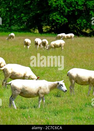 Moutons nouvellement cisaillés paître dans un pré Banque D'Images