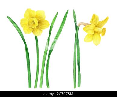 Collection vintage de daffodils jaunes aquarelle illustration botanique Banque D'Images