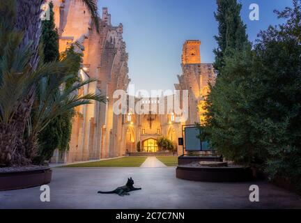 Chat noir couché en face de l'église historique illuminée sans toit au crépuscule dans la ville de son Servera, Majorque, Espagne. Banque D'Images