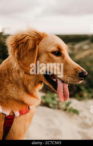 Gros plan de la tête d'un chien brun à revêtement court avec sa tête timon vers l'extérieur Banque D'Images