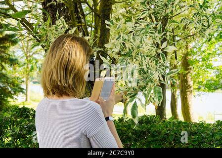 belle fille avec cheveux blancs examine un arbre en utilisant un smartphone. Banque D'Images