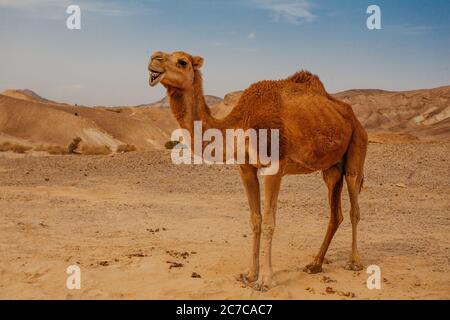 Chameau dans le désert en Israël, Negev Banque D'Images