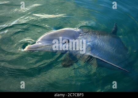 Un dauphin côtier à nez de bouteille brise la surface dans les eaux peu profondes d'un estuaire de la mer des Caraïbes. Costa Maya. Mexique. Banque D'Images